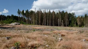 Open area after bark beetle