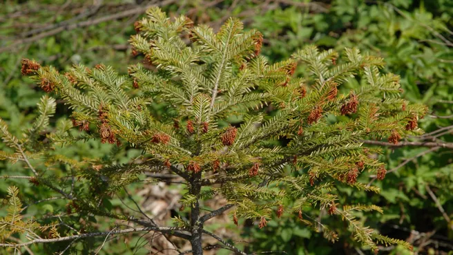 Young fir tree on open space in Köschinger Forst, end of May. 
