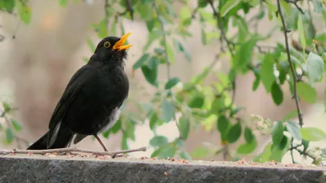 The coexistence of humans and animals in the city