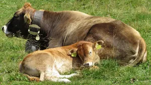 managing the body temperature of calves shortly after birth