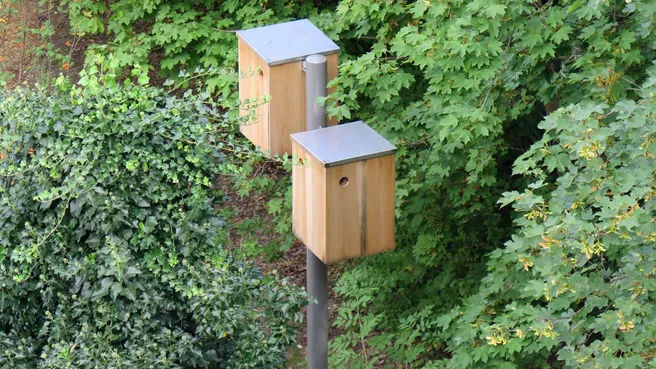 Spechtlampe