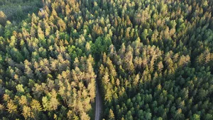 aeriel view of an european forest 