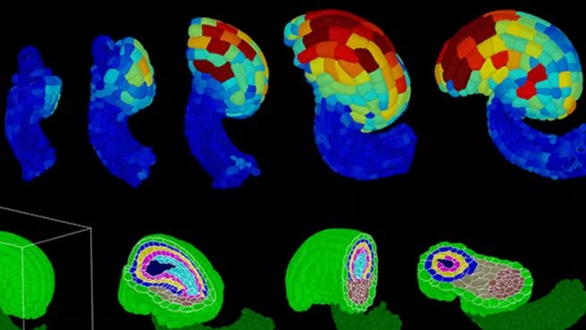 3D representation of the model plant Arabidopsis thaliana
