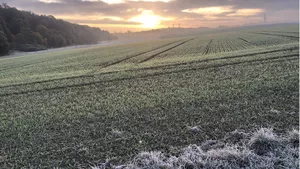 winter wheat in Dürnast