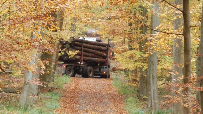 Holzbereitstellung und -nutzung als eine von vielen Leistungen einer multifunktionalen Waldbewirtschaftung