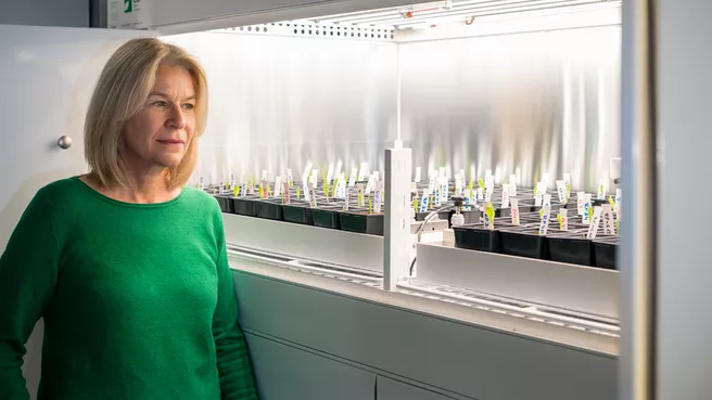 Prof. Dr. Chris-Carolin Schön, Leiterin des Lehrstuhls für Pflanzenzüchtung, in der Klimakammer mit Pflanzensetzlingen