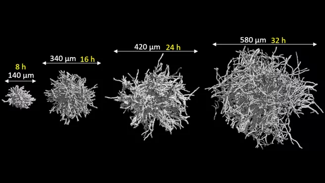 Schimmelpilzpellets aus der Forschung des Lehrstuhl für Systemverfahrenstechnik