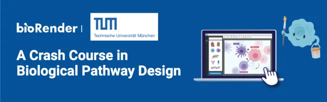 BioRender: Course Biological Pathway Design