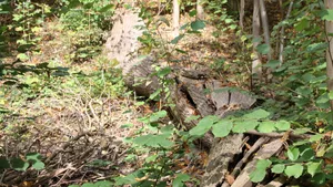 Totholz verbleibt nach den Baumfällungen am Weihenstephaner Berg im Wald,