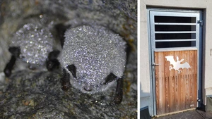 Wasserfledermäuse und Winterquartier