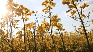 Raps in Sonnenlicht 