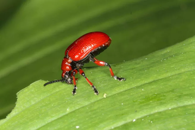 Beetles of the lily valley crumb