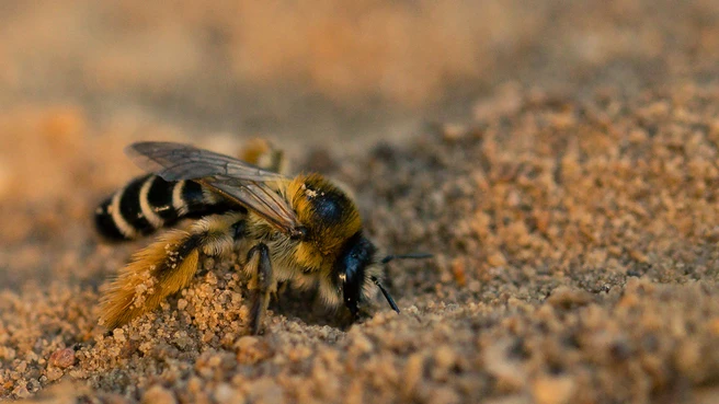 Dasypoda hirtipes – eine Hosenbiene