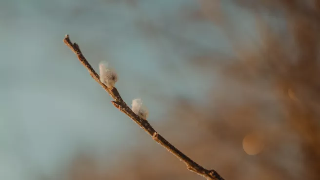 Bild einer Weidenblüte