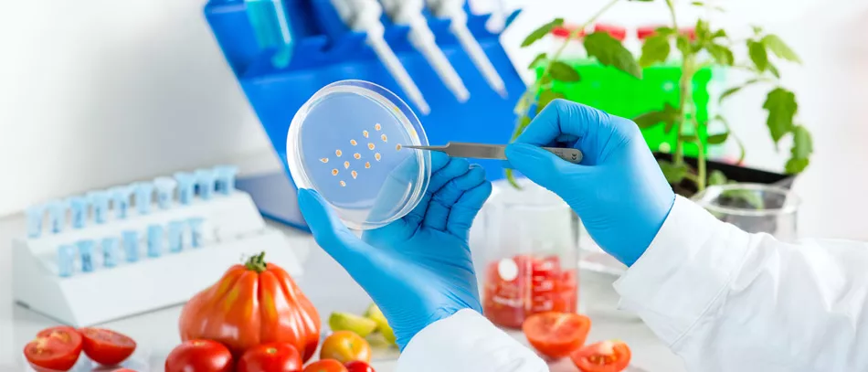 Laboratory investigation with cultivated tomato plants