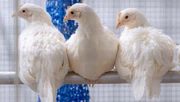 Hühner im Forschungsprojekt ImmunoChick