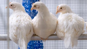 chickens of the rearch project ImmunoChick