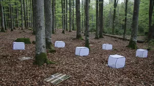Experiment with deadwood in the Bavarian Forest National Park