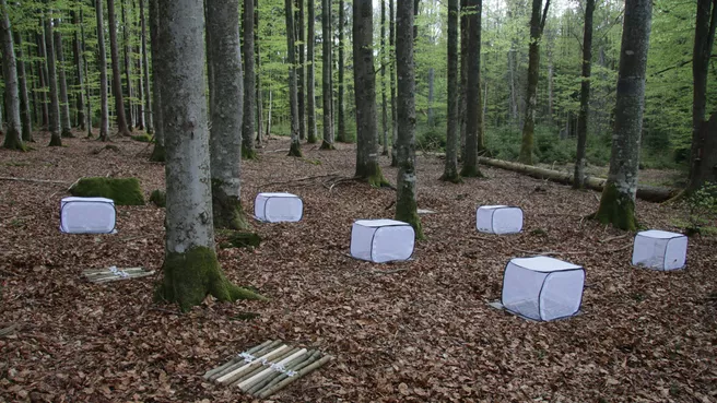 Experiment mit Totholz im Nationalpark Bayerischer Wald
