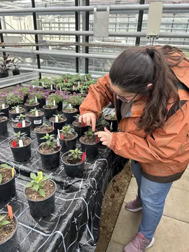 Some of our plants are growing in the green houses of our collaboration of HSWT