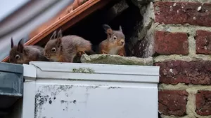 Popular animals such as squirrels are more likely to be accepted in the city. 