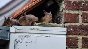 Beliebte Tiere wie Eichhörnchen werden in der Stadt eher akzeptiert.