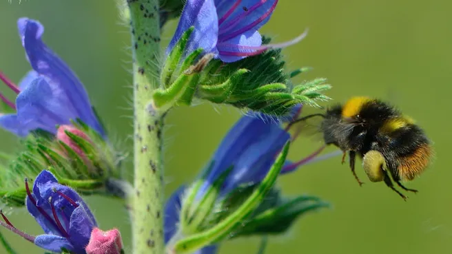 Eine Wiesenhummel sammelt Pollen an einem blauen Natternkopf
