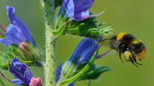 A stub bunny collects pollen at a blue viper head