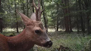 Reh im Wald 