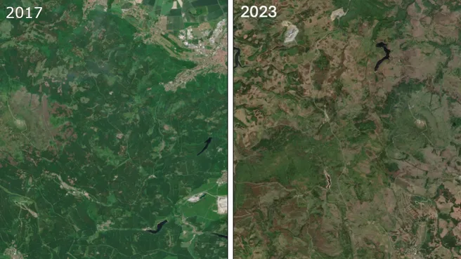 Satellitenbilder aus den Jahren 2017 und 2023 von Waldflächen aus dem Harz 