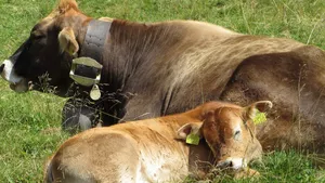 Zwei Kühe auf einer Wiese