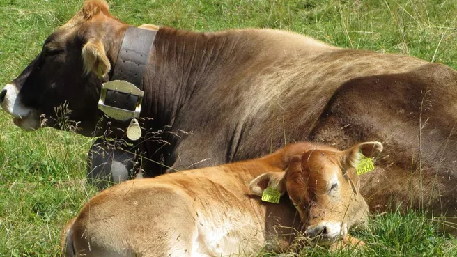 Zwei Kühe auf einer Wiese