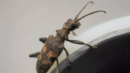 Arthropods influence in agroculture