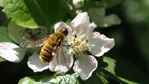 Biene auf Brombeerblüte