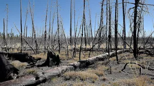 Waldfläche nach Brand