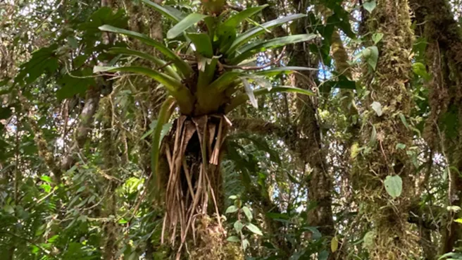 Tropischer Bergregenwald in Ecuador mit einer typischen „Aufsitzerpflanze“ (Bromelie)