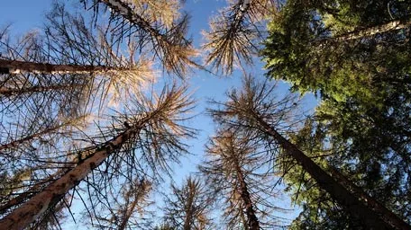 Baumwipfel