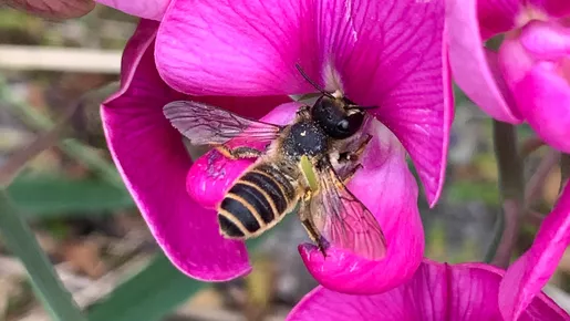 Blattschneiderbiene auf Blüte