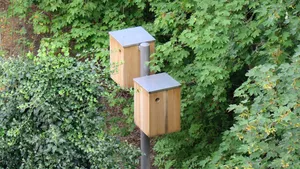 Spechtlaternen dienen in Wohngebieten als Ruheplatz für Vögel