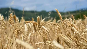 New wheat varieties utilize nitrogen more efficiently 