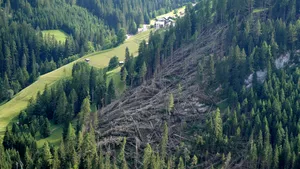 Bild von einem Windwurfschaden in einer Waldfläche