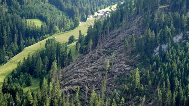 Bild von einem Windwurfschaden in einer Waldfläche