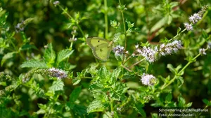 Schmetterling auf Minze