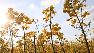 Rapeseed field