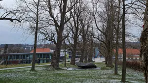 Die alte Pappel-Allee am Campus Weihenstephan