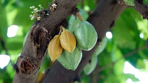 Cocoa bean on the tree