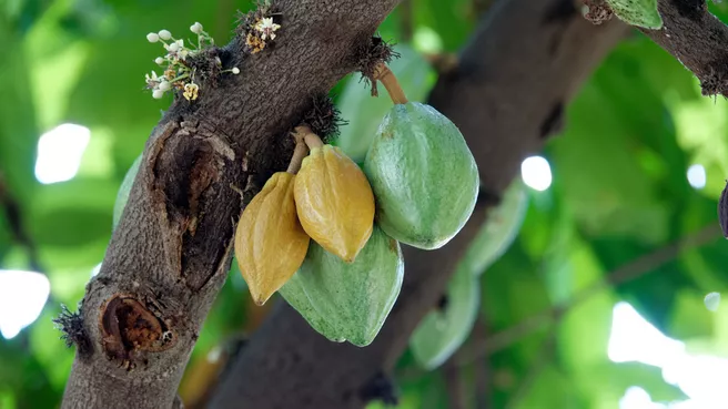 Cocoa bean on the tree