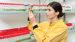 Student looking at blue-green algae in the lab.