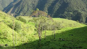 Cattle pasture in the highlands of the Ecuadorian Andes