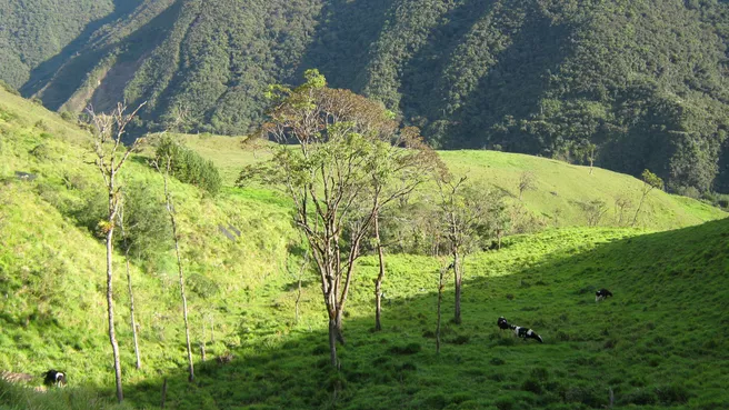 Viehweide im Hochland der ecuadorianischen Anden
